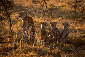 Backlit cheetah sitting with family at sunset