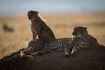 Backlit cheetah on termite mound with cub