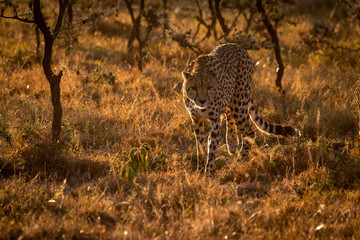 Naklejka na ściany i meble Backlit cheetah walking towards camera at sunset