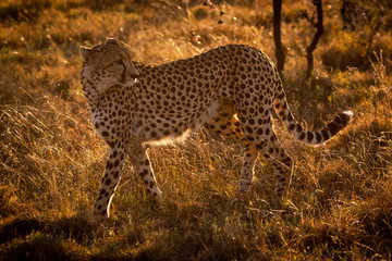Backlit cheetah walks in grass looking back