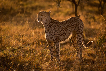 Backlit cheetah standing in grass at sunset