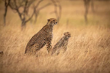 Gepard und Jungtier sitzen im hohen Gras © Nick Dale