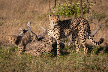 Cheetah and cub stand beside dead log
