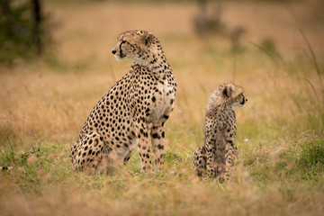 Cheetah and cub sit together in savannah