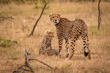 Cheetah and cub watching over scrub hare