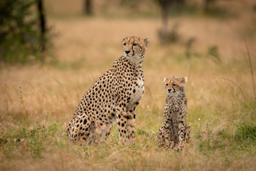 Cheetah and cub sit together on savannah