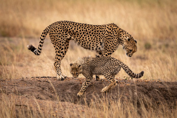 Cheetah and cub standing on earth mound