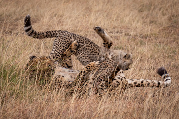 Cheetah and cub wrestling in long grass