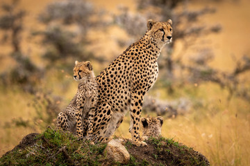 Cheetah and cubs sitting on grassy mound - obrazy, fototapety, plakaty