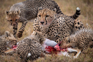 Cheetah and four cubs eat gazelle carcase
