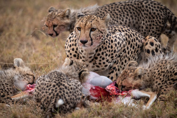 Fototapeta na wymiar Cheetah and four cubs eating gazelle carcase