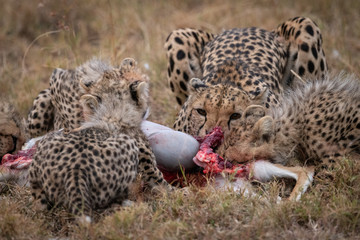 Fototapeta na wymiar Cheetah and four cubs feed on carcase