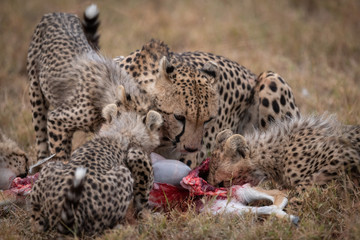 Cheetah and four cubs feeding on carcase