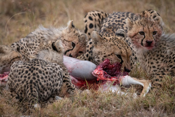 Fototapeta na wymiar Cheetah and three cubs feeding on carcase