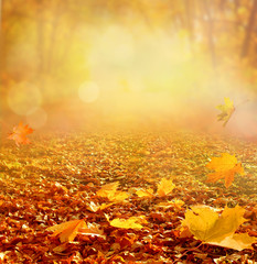 Beau paysage d& 39 automne avec des arbres jaunes et du soleil. Feuillage coloré dans le parc. Feuilles tombantes fond naturel