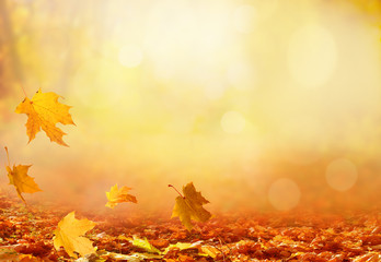Fototapeta premium Piękny jesienny krajobraz z żółtymi drzewami i słońcem. Kolorowe liście w parku. Spadające liście naturalne tło