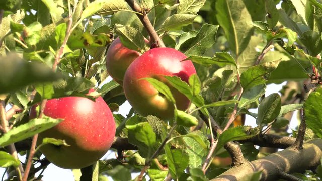 Red apples hanging on a branch. Healthy fruits. 4K, UHD, 50p, Cinematic,Closeup, 