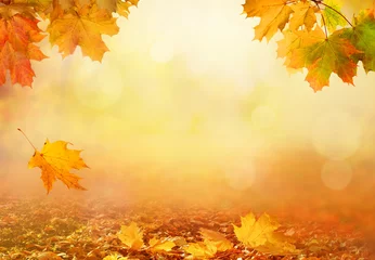 Poster Prachtig herfstlandschap met gele bomen, groen en zon. Kleurrijk gebladerte in het park. Vallende bladeren natuurlijke achtergrond © Lilya