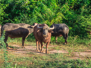 Buffalo in field, Thailand.