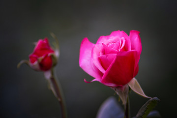 Red rose flower