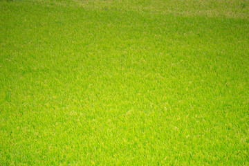 Green rice paddy field in South Korea around harvest season