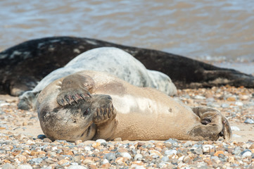 Obraz premium seal on a beach with a shy expression