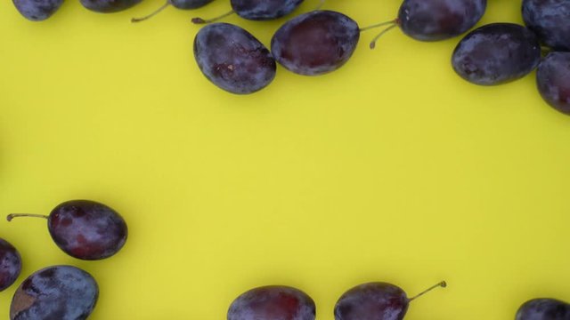 L&auml;ngliche frische reife Zwetschgen rollen in das Standbild. Sie decken den gelben Hintergrund ab, der f&uuml;r chroma keying geeignet ist. Aufnahme in Echtzeit von oben.
