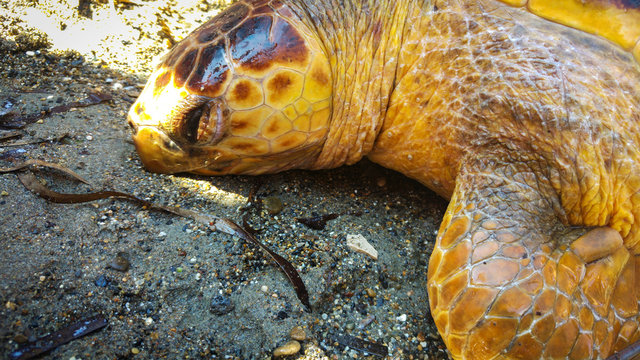 Dead turtle Caretta Careta on the shore