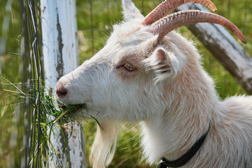 Obraz premium portrait of a goat