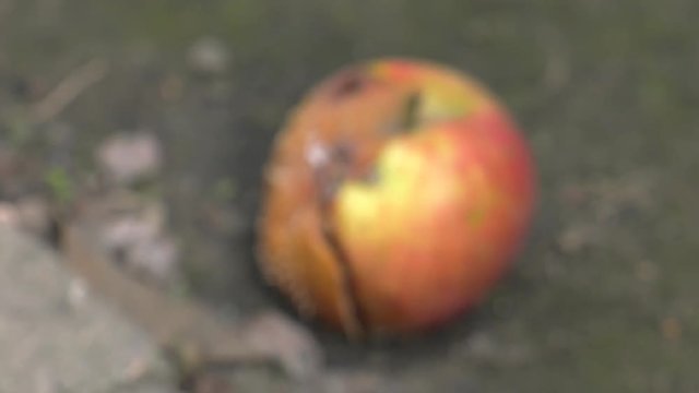 Rotten apple lying on the ground. Worms eat. 4K, UHD, 50p, Cinematic,