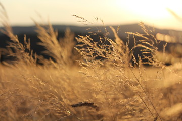 Feld Acker Sommer Summer Grain Weizen Getreide	