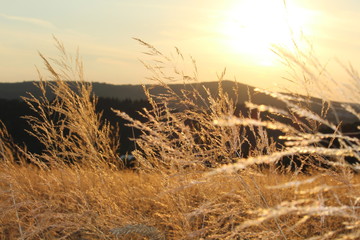 Feld Acker Sommer Summer Grain Weizen Getreide