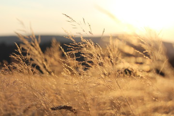 Feld Acker Sommer Summer Grain Weizen Getreide