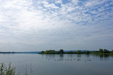 pack of geese on the lake