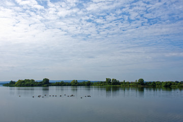 pack of geese on the lake