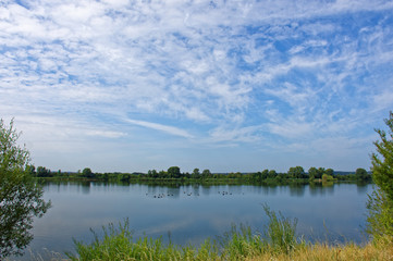 Fototapeta na wymiar pack of geese on the lake