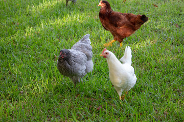 Beautiful chickens