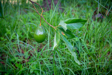 Avocado love