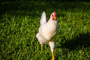 Beautiful chickens
