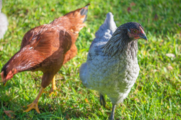 Beautiful chickens