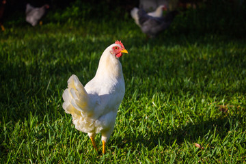 Beautiful chickens