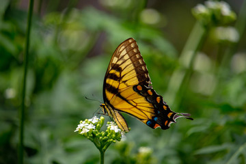 Beauty in nature