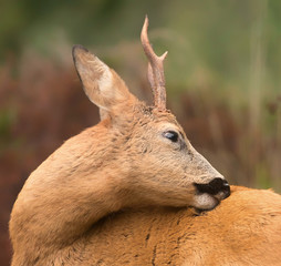 Deer buck, (Capreolus capreolus) In the forest environment. Sweden.