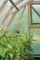 Tomato plants in greenhouse. Organic farming. Agriculture concept.