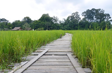 Fototapeta na wymiar curve bamboo bridge on paddy field in Thailand countryside