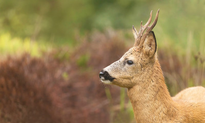 Deer buck, (Capreolus capreolus) In the forest environment.
