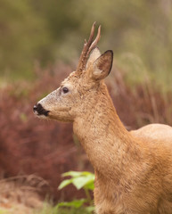 Deer buck, (Capreolus capreolus) In the forest environment