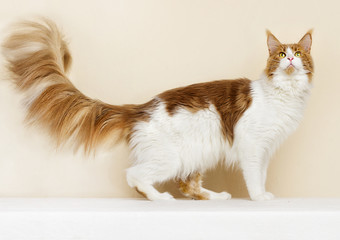 red adult cat breed Maine Coon