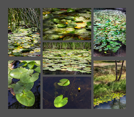 COLLAGE NENUFARES Y ESTANQUES VERDE