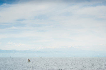 Bodensee mit Alpen in Deutschland